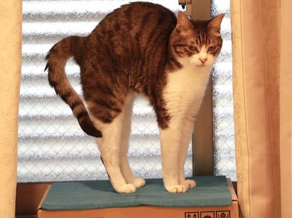 愛用される猫の隠れ家。