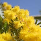 ギンヨウアカシア