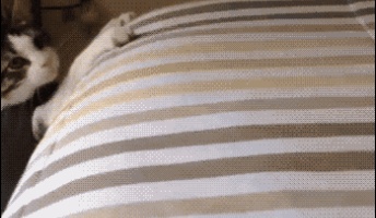 このgif見て笑ったら寝ろwwwwwwwwwww(タップ無しで見れます)