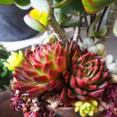 相府蓮・スーパーベル・・・あっぱれな紅葉！！