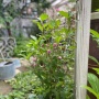 ＊夏の小庭の小さな変化