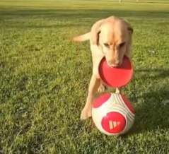 「まるでメッシみたい」サッカーが得意な犬のドリブル技術