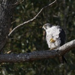 birdpapaの鳥遊録Ⅱ