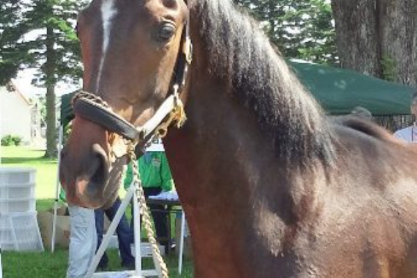 愛馬たちの記録 ラフィアンのこと