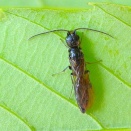 アリガタバチの仲間、２種。