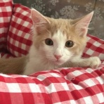 猫だらけ