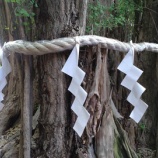 『武蔵の國の総社へ！大國魂神社（府中市）』の画像