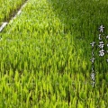 お田植え間近「今後の日本の農業はどうなる」