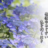 『みちのくあじさい園物語り「あじさいになった男、山本武臣氏との出会い」』の画像