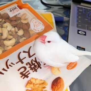白文鳥のぴーちゃんの記録