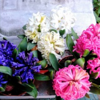 公園のネコたち