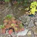 半地植えを増やしてみた