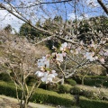 春本番