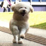 保護犬 ～預かり日記～
