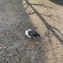 【2026年】明けましておめでとうございます。