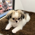 お店のワンちゃん紹介🐶