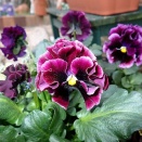 いらっしゃいマセの周辺と・・・