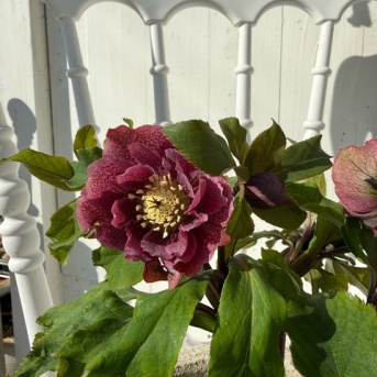 ＊クリスマスローズがひっそり開花