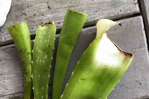 植物記録ノート