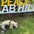 LAB HILLさんへ