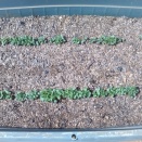 プランター菜園小松菜ー２