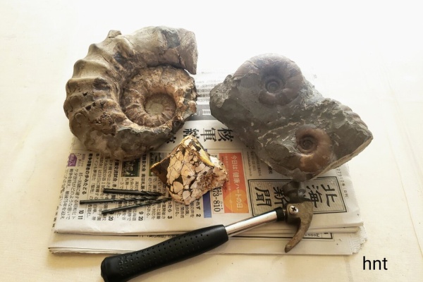 飾りやすい茶色のアンモナイト プゾシア 化石 【公式通販】