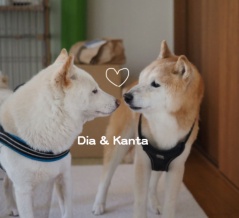 シニア犬貫太に白柴大也が会いに来た♪（の動画）