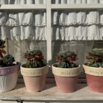 のばらのガーデニングブログ　Hana and Rose Garden+