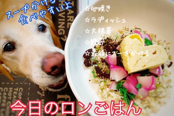 ロンさんの 健康管理手帳 老犬ごはん