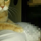 『よつん這いにさせられ(((￣へ￣井)』の画像