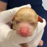 『【前編】べあちゃん、実はお腹に小さな命がいました！』の画像