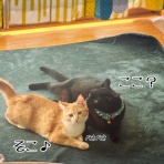 猫とお酒と日々のこと