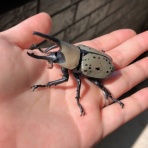大の虫嫌い夫婦がクワガタを拾った話