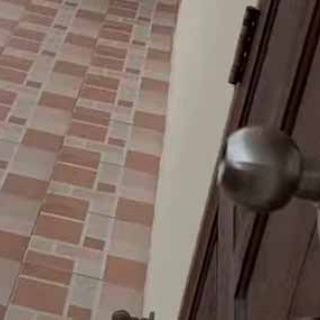 猫の動画 ねこわん！