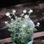 モナガーデン_中西園芸のblog