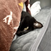 【猫写真】布団の横から顔を出すアヤちゃん