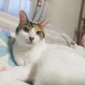 島津亜矢さんの歌で泣いたよ