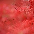 雨の曼珠沙華