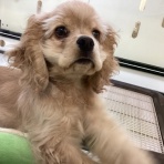 ペットショップワンラブ イオン石狩緑苑台店のスタッフブログ～在籍の子犬子猫やトリミングの情報を公開！新入荷商品の情報も要チェックですよ(^^♪