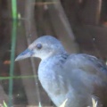 ヒクイナの幼鳥が２羽なったⅡ🐦‍⬛🐦‍⬛📸（多々良沼公園）