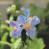 『美しいヒマラヤの青いケシ』の画像