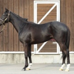 【競馬】「別の生き物」と形容される、2歳世代屈指のディープ産駒フォイヤーヴェルク