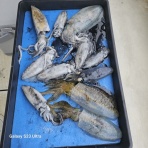 明石釣り船たかみまるの釣果blog