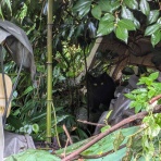 NPO法人 福井犬猫を救う会