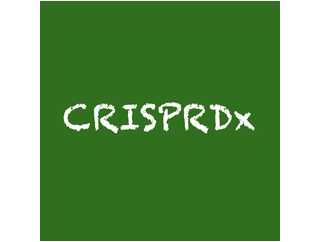 Cas12aシス切断活性を抑制することで, 等温増幅-Cass12aによるワンポットCRISPR Dx実現