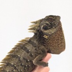 爬虫類クラブJ 横須賀店ブログ