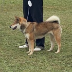 黒四つ四国犬・まろの日々