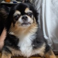 ろーまくん家族になって10年🐶そして今日熊本大地震。