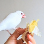 白文鳥のぴーちゃんの記録