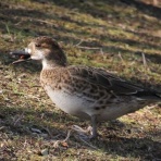 治水緑地の野鳥日記